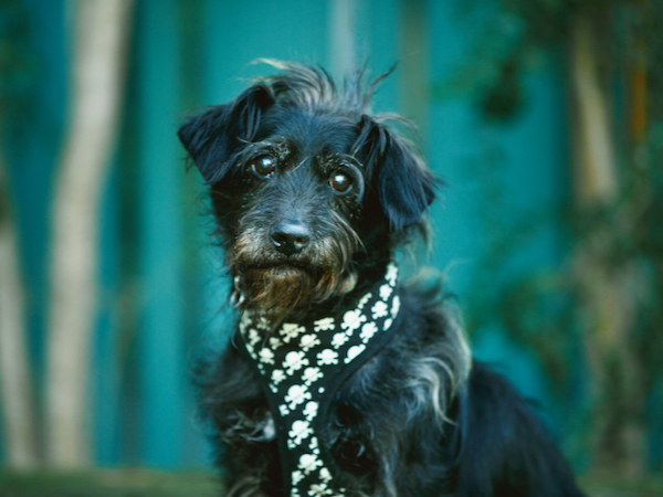 Mr. Pookie