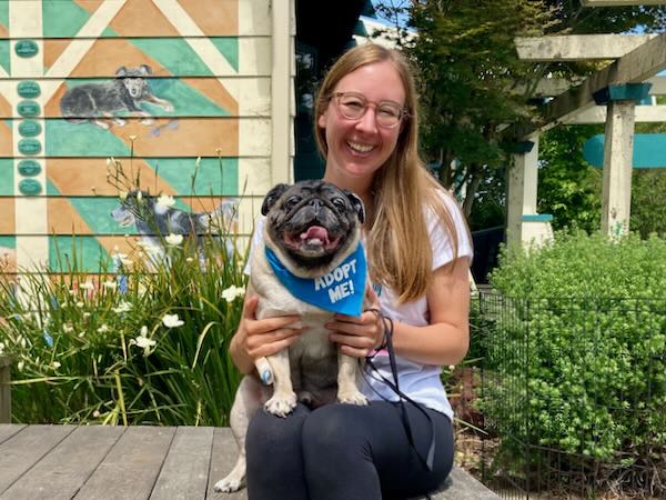 Munchkin Pug