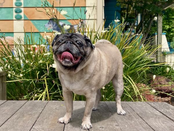 Munchkin Pug