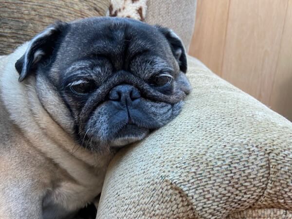 Munchkin Pug