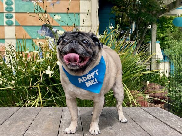 Munchkin Pug