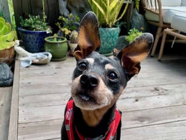Nico