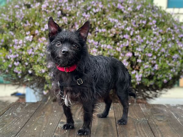 Oliver