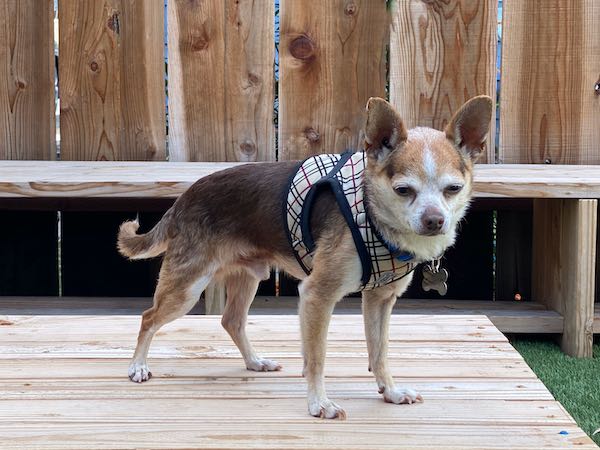 Panchito