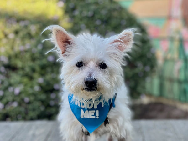 Pee wee sales dog