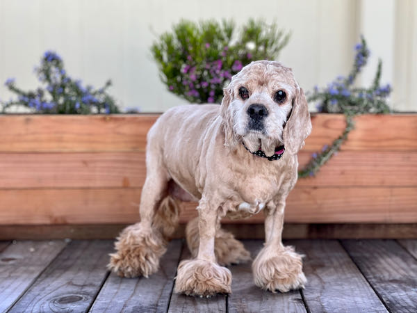 Penny Spaniel