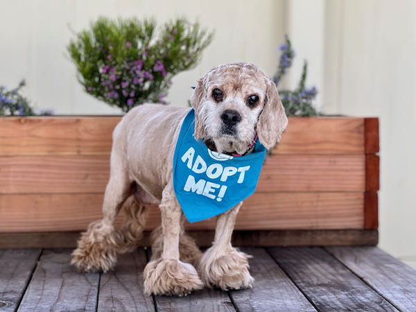 Penny Spaniel