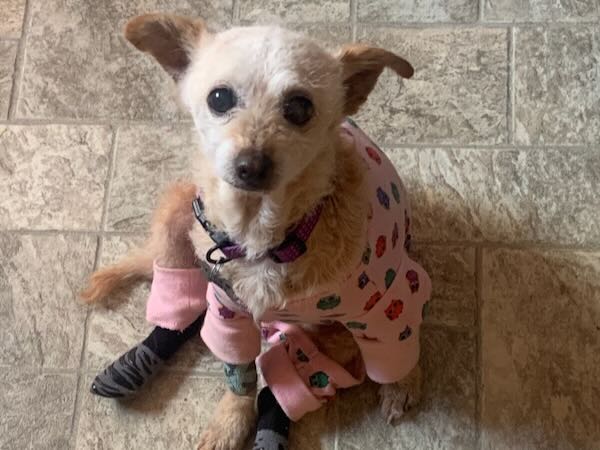 Pippie