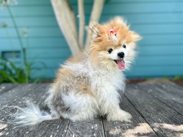 Princess Little Piddle
