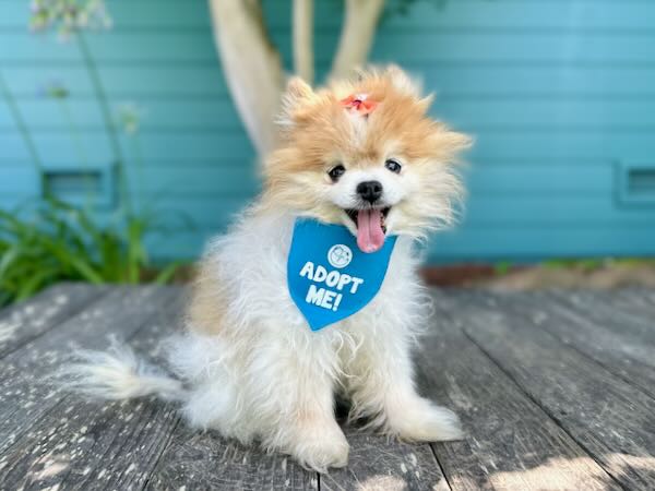Princess Little Piddle