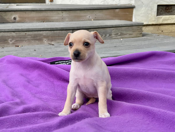 Bo Puppies