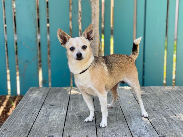 Rosie Roo