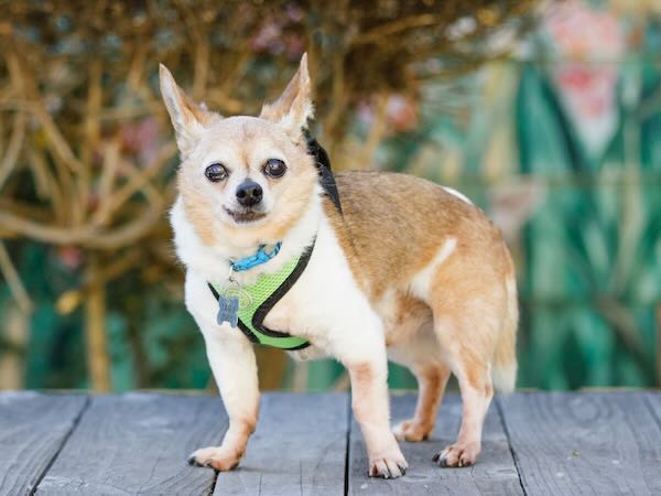 Rudy Roo