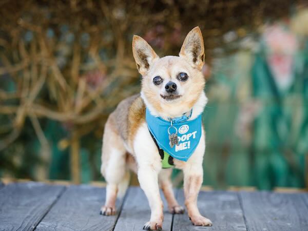 Rudy Roo