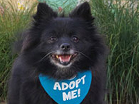 Sadie Pomeranian