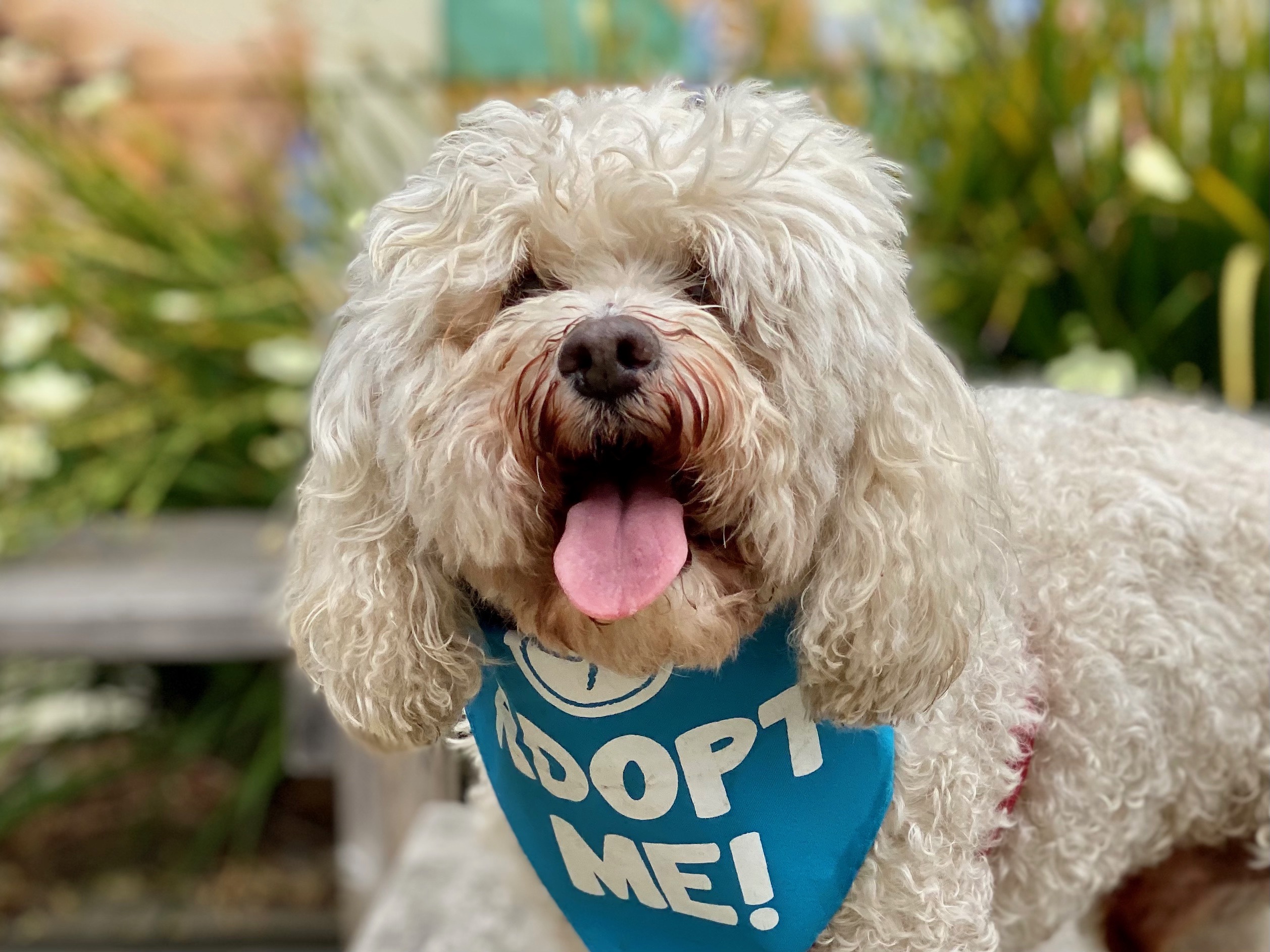 Sammie Cockapoo