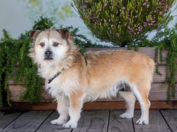Samwise