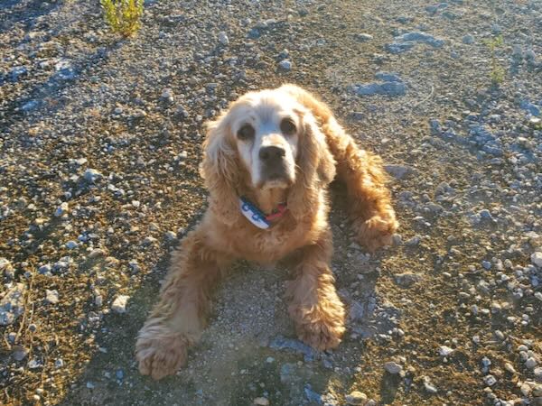Scooby