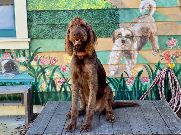 Shaggy Doo