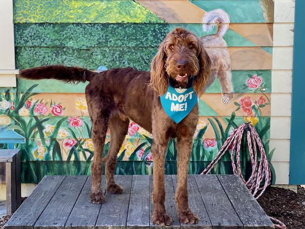 Shaggy Doo