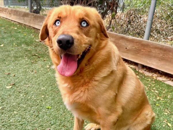 Simba the Lab