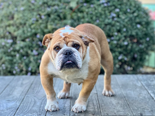 Snookie