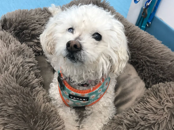 Sophie
