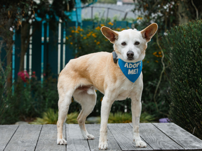 Sparky Senior