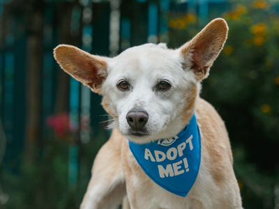 Sparky Senior