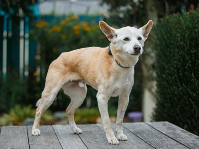 Sparky Senior