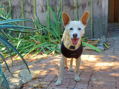 Sparky Senior