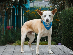Sparky Senior