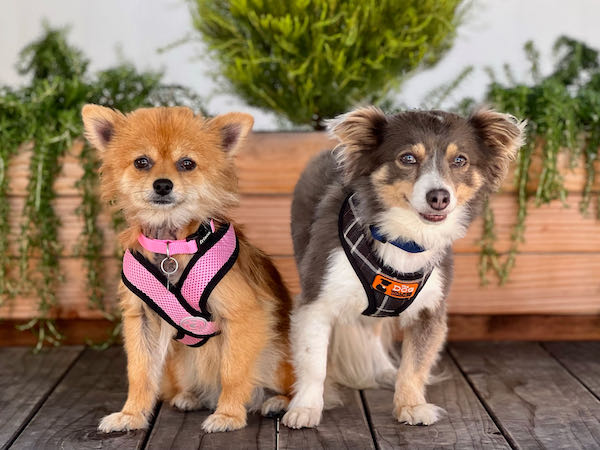 Spunky and Little Bear