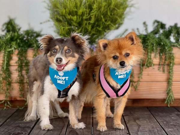 Spunky and Little Bear