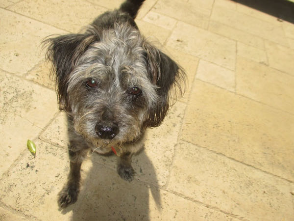Cooper