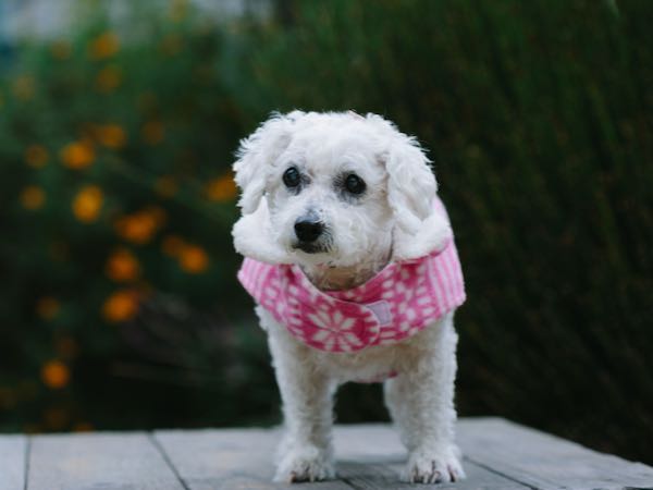 Taffy