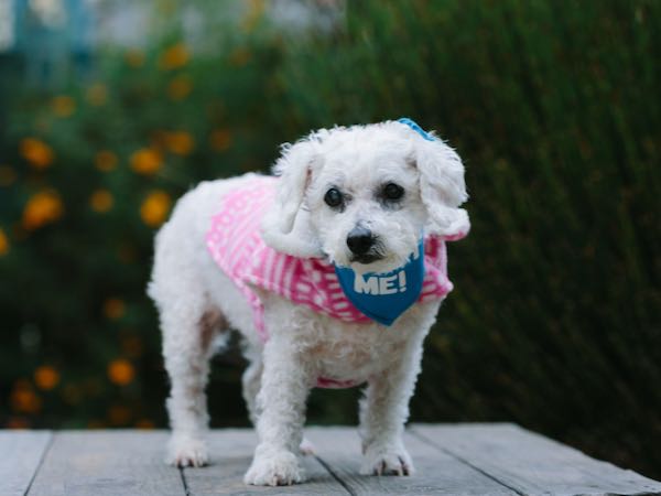 Taffy