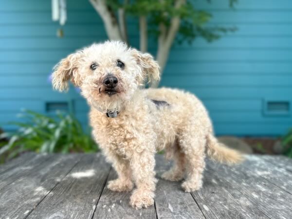 Teddy Bear