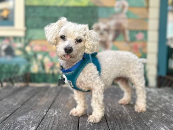 Theodore
