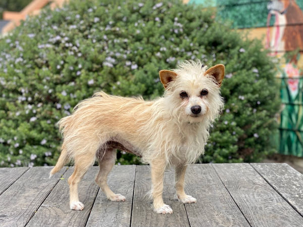 Toodle
