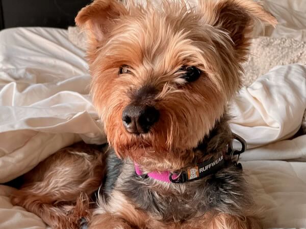 Trixie