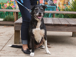 Trixie Border Collie