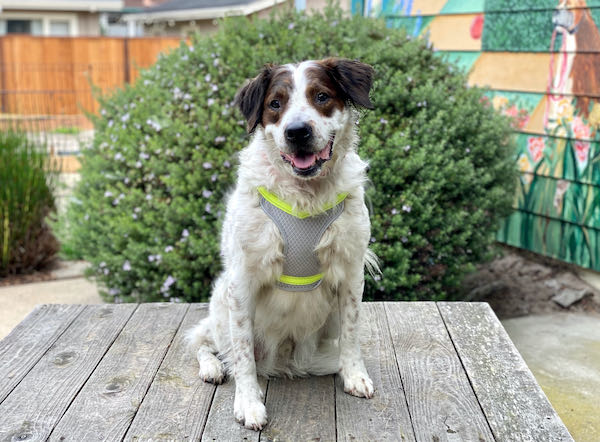 Tucker Spaniel
