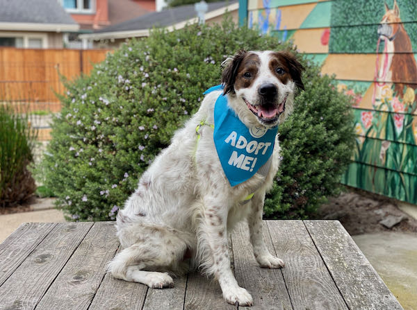 Tucker Spaniel