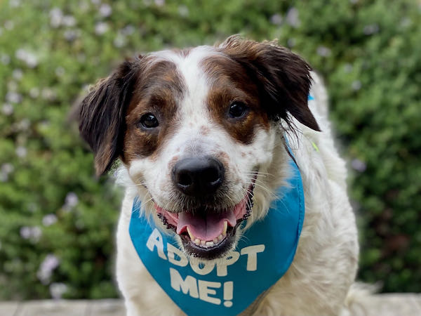 Tucker Spaniel