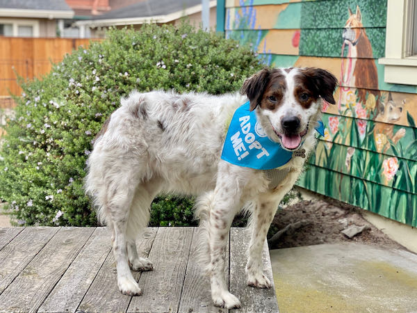 Tucker Spaniel