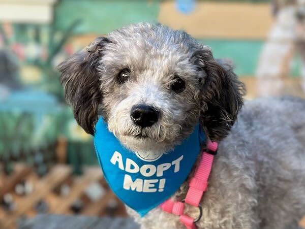 Violet Poodle