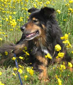 Alex happy tail