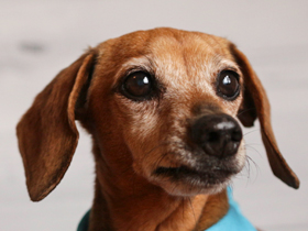 Sandy Doxie