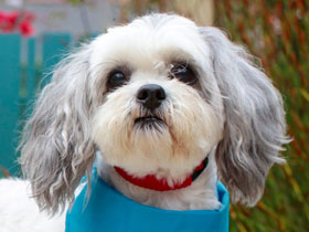 Bandit Maltipoo